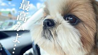 【和歌山】南紀白浜わんわんパラダイスに宿泊！愛犬と楽しむ究極のペットフレンドリーホテル【シーズー】