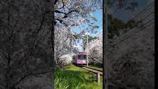 京都 嵐電 桜のトンネル 花見 2020 0405 02