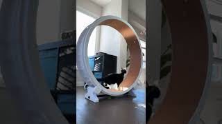 One Fast Cat Exercise Wheel