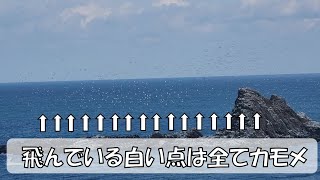 トド岩を埋め尽くすカモメ（ウミネコ）