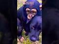 #animals #dog and #monkey #friendship #youtubeshorts #subscribe