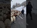 la transhumance hivernale de pascal le berger. coumin🇨🇭12.2022