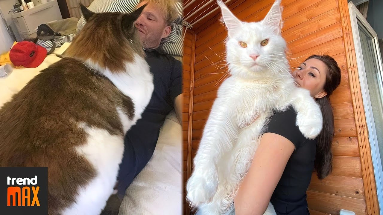 The Biggest Maine Coon Cats Housepetscare