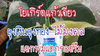 โยเกิร์ตแก้วเดียว‼️ ถุงเงินถุงทอง ไม้มงคล แตกพุ่มแตกกอตรึม#ป้าม๊อกchannel #ถุงเงินถุงทอง #ไม้มงคล