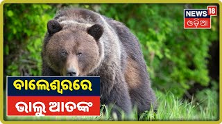 Balasoreରେ ଭାଲୁ ଆତଙ୍କ, ଭାଲୁଙ୍କ ଆକ୍ରମଣରେ ୬ଜଣ ଆହତ