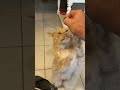 maine coon treat time mainecoon catbreed funnycats pussycat cutecat feline cattreats