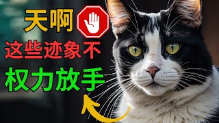 紧急 7 个迹象表明你的猫不爱你！ （即使你认为他们喜欢它）