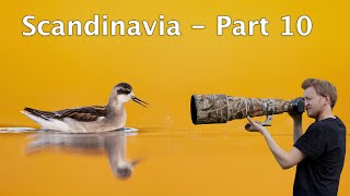 Red-necked phalarope and Arctic terns against the light - two perfect days on Varanger