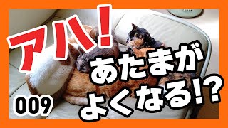 【アハ体験！】まちがい探しNo.9～お昼寝猫～