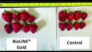 Strawberry Montage - Trial Results