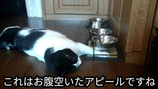 【猫】寝転がってご飯を催促する光男【金属音有り】