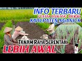 INFO PENTING!?🔴PETANI NGANJUK SERENTAK TANAM RAYA LEBIH AWAL