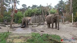 🐘 Elephants in a zoo