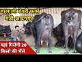 यहां मिलेंगी 20 किलो वाली भैंस, जायज़ भाव में || Balaji Dairy Farm Adampur (9416081706)