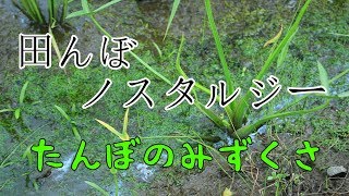 【水草採取】田んぼノスタルジー