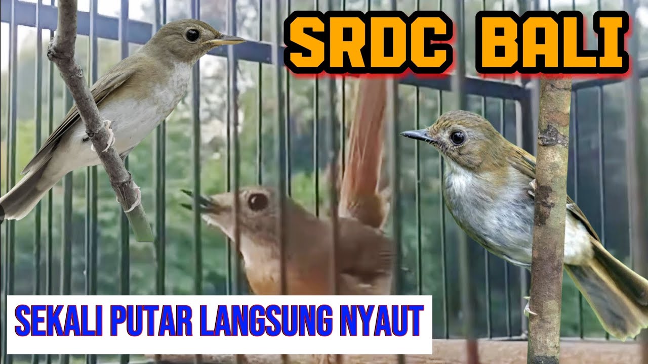 Srdc Bali Cocok Buat Pancing Bunyi вђјпёџ Terapi Bunyi Srdc Youtube