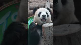 China's most beautiful giant panda, Feiyun; he touched a piece of apple #panda #cute