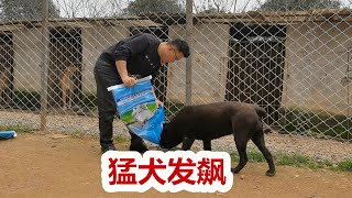 猛犬卡斯罗爱咬人吗？与“杀人犬”加纳利对抗谁更厉害