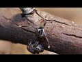 peacock spider 9 maratus amabilis