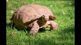 (৫ কেজি কচ্ছপ)On the way to extinction, 5 KG Tortoise was found in the southern region of Bangladesh