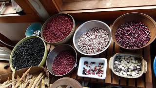 Grow Dry Beans! Easy, Nutritious, Abundant Food All Year