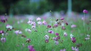 Natural Gardens Flower's || Background flower's || No copyright video || Download And Export ||