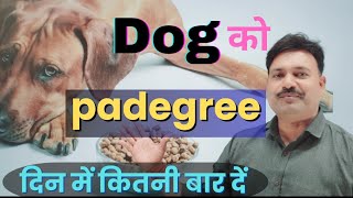 Pedigree खिलाने का फंडा Dog ko Pedigree kitni baar khilana chahiye