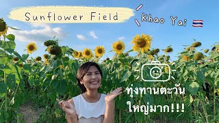 ทุ่งทานตะวันเขาใหญ่ “ไร่มณีศร” มุมถ่ายรูปเยอะมาก SUNFLOWER FIELD KHAO YAI, THAILAND 🇹🇭