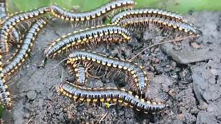 Harpaphe haydeniana, commonly known as the yellow-spotted millipede