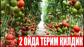 Синовларда тобланган Адриатика F1 (Tomato Adriatika F1-Sakata)