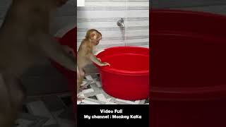Monkey Hair Red Smart takes a bath alone without the help of her Mom #short