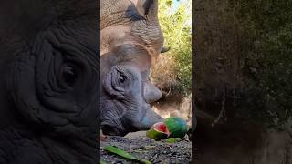 Rhino Loves Watermelon 🍉