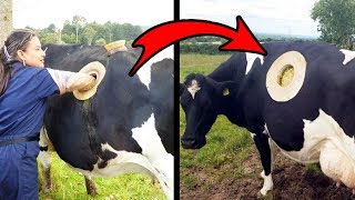 दुनिया की सबसे हैरतअंगेज गाय | 5 most unbelievable cows