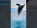 ルーナのパワフルルーピングキック shorts 鴨川シーワールド シャチ kamogawaseaworld orca killerwhale