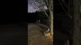 Testing Review Hyper Tough Solar Light for Driveway Mounted in Tree #offgrid #solarenergy