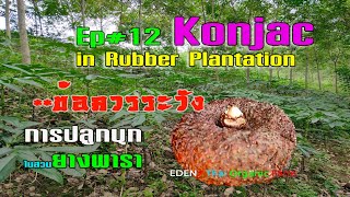 Ep 12 #การปลูกในสวนยางพารา ข้อควรระวัง how to plant konjack in rubber plantation