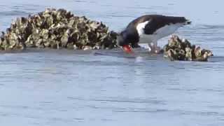 American Oystercatcher