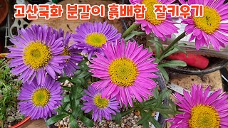 꽃향기야생화 #고산국화 #분갈이 #흙배합 #잘키우기