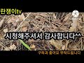 춘란 란쟁이tv 의령 산채 입변서 원정산행 소심밭