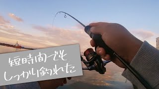 【少しの移動で釣果に差が!?】朝マズメのアジング 【新潟　釣り】