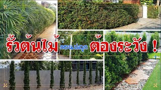 รั้วต้นไม้ Tree Fence ก่อนปลูกต้องระวัง !!