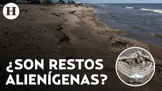 ¿Animal o alien? Encuentran extraños restos con dientes afilados en playa de Texas en Estados Unidos