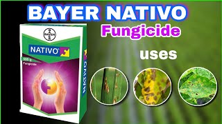 Bayer NATIVO fungicide | Systemic Fungicide | Tamil