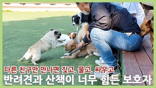 다른 강아지만 보면 짖거나 물려고 해서 산책하는게 힘든 반려견이 이찬종을 만나면...