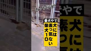 【おしゃべりペット】すれ違う2人Part10【柴犬】