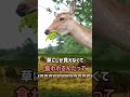 コノハムシ　ショートver 【ぴえん過ぎる生き物紹介】