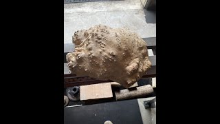 TURNING A RED MALLEE BURL