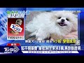 控美容傷愛犬指甲「血狂流」 業者駁 遭索八萬｜tvbs新聞 @tvbsnews02