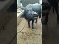 Buffalo's song 😅 #baffalo #cute #village #animals #shorts #shortvideo #sound