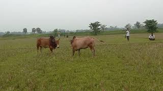 ভাটি বাংলার বাঘ বনাম ছোটন পাগলার ষাঁড়ের লড়াই  বিজয়ীঃভাটিবাংলার বাঘ